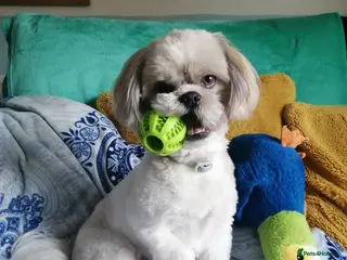 Shih Tzu dogs Shih tzu 2 years old. - Advert 1