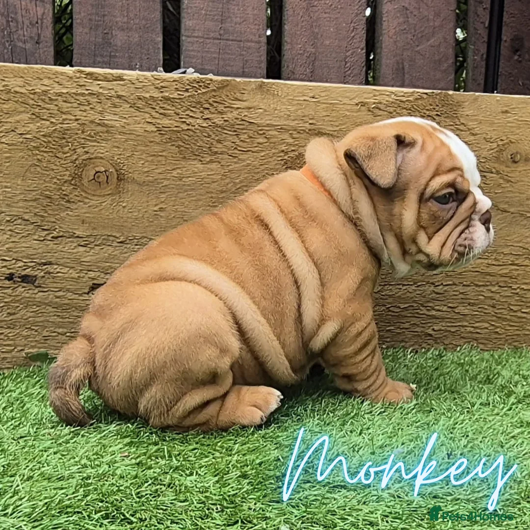 English Bulldog dogs for sale: Exceptional KC Registered British Bulldog Puppies - Advert 13