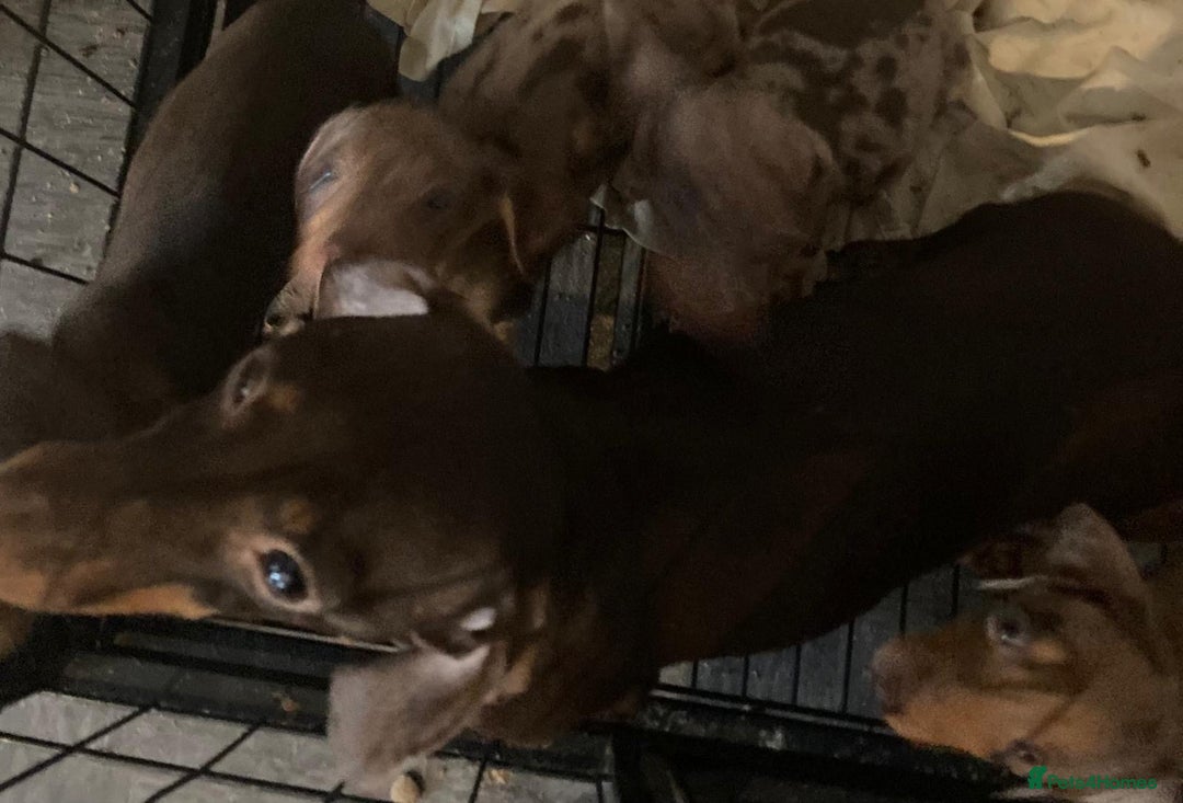 Dachshund dogs for sale: Beautiful miniature dachshunds  - Image 5