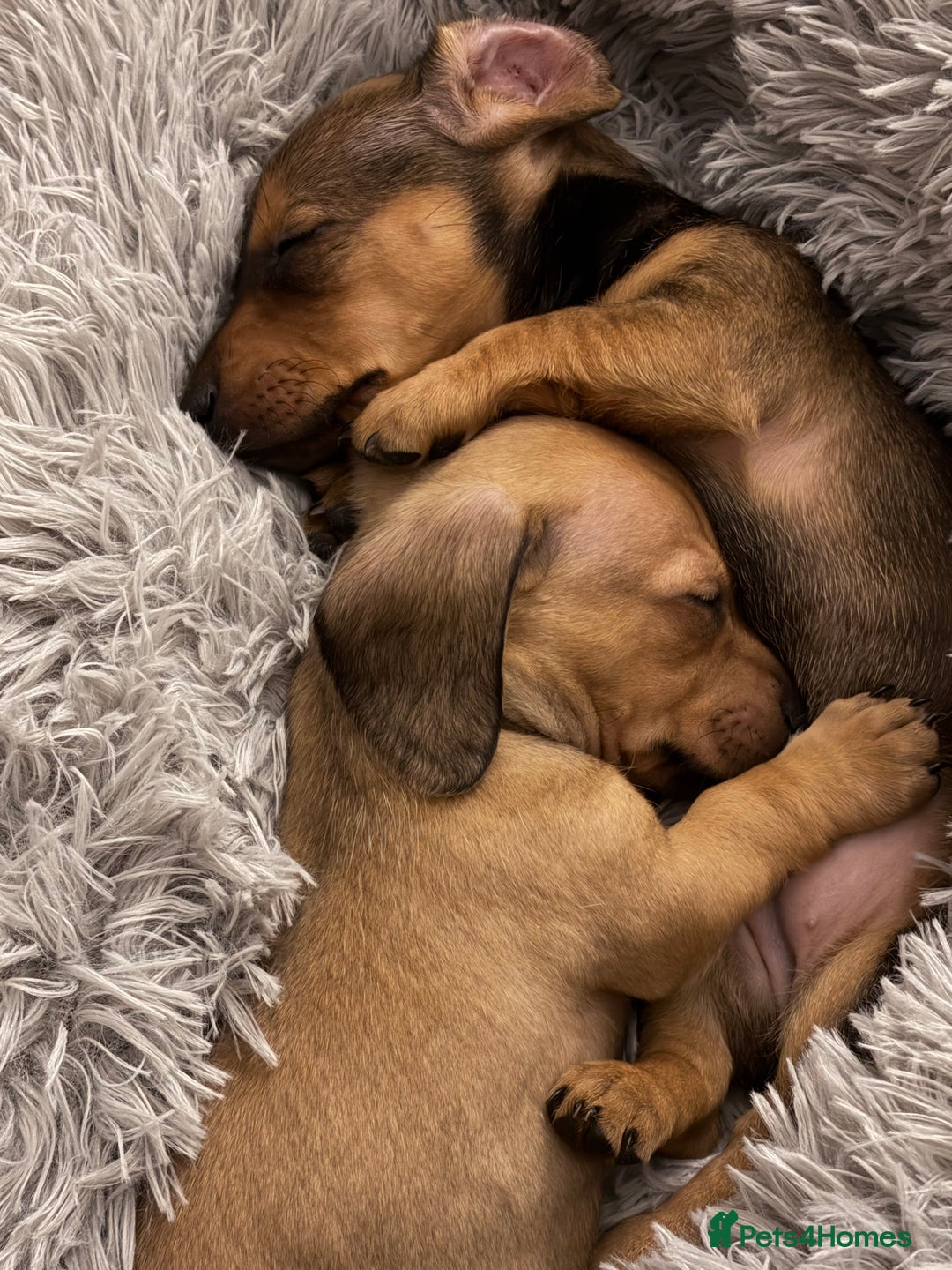 Miniature Dachshund dogs for sale: Kc true miniature dachshunds puppies - Advert 2