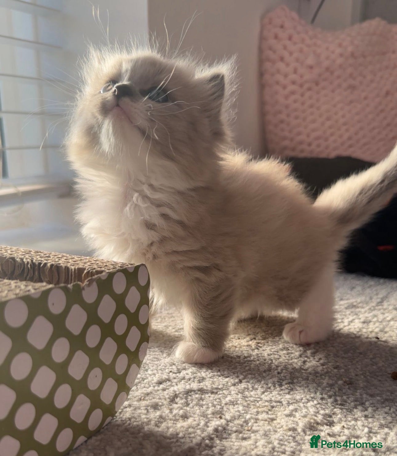 Ragdoll cats for sale: Last boy now reduced  - Advert 3