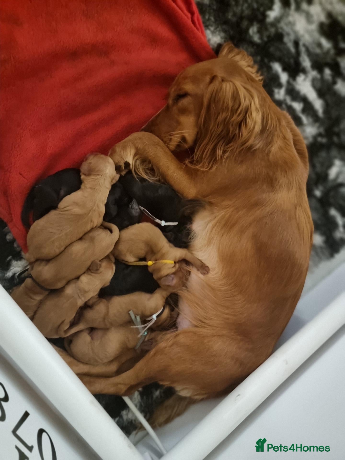 Cocker Spaniel dogs 🐾 Beautiful Cocker Spaniel Puppies For Sale 🐾 - Advert 1