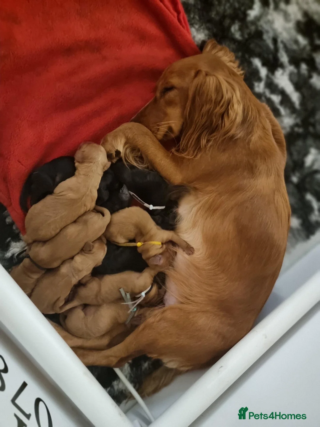Cocker Spaniel dogs for sale: 🐾 Beautiful Cocker Spaniel Puppies For Sale 🐾 in Witney - Advert 1