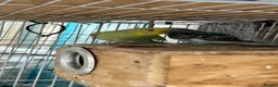Budgerigars birds for sale: Bonded breeding pair budgies  - Advert 5