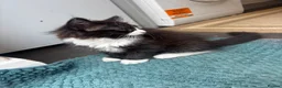 Mixed Breed cats for sale: Half ragdoll kittens! - Advert 4