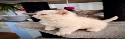Selkirk Rex cats for sale: SELKIRK REX KITTENS  😻 - Advert 17