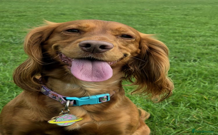 Cocker Spaniel dogs - Advert 1