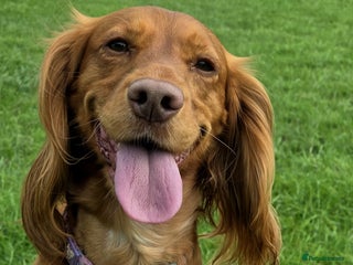 Cocker Spaniel dogs Amazing litter of KC reg red/gold working cockers - Advert 2