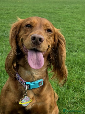 Cocker Spaniel dogs - Advert 1