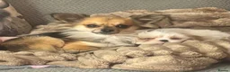 Chihuahua dogs for stud: Proven Chihuahua Stud - Advert 3