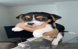 Jack Russell dogs for sale: Jack russle pups  - Image 1