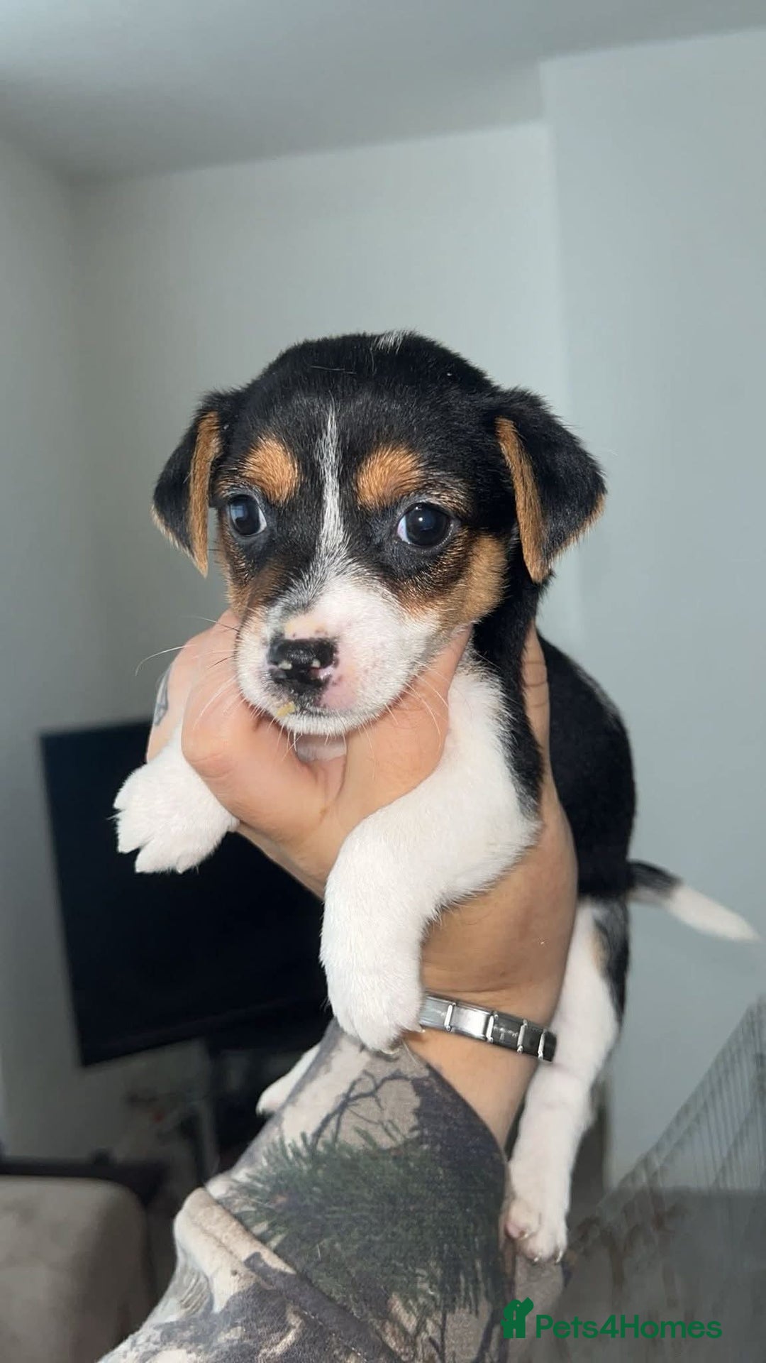 Jack Russell dogs for sale: Jack russle pups  - Image 1