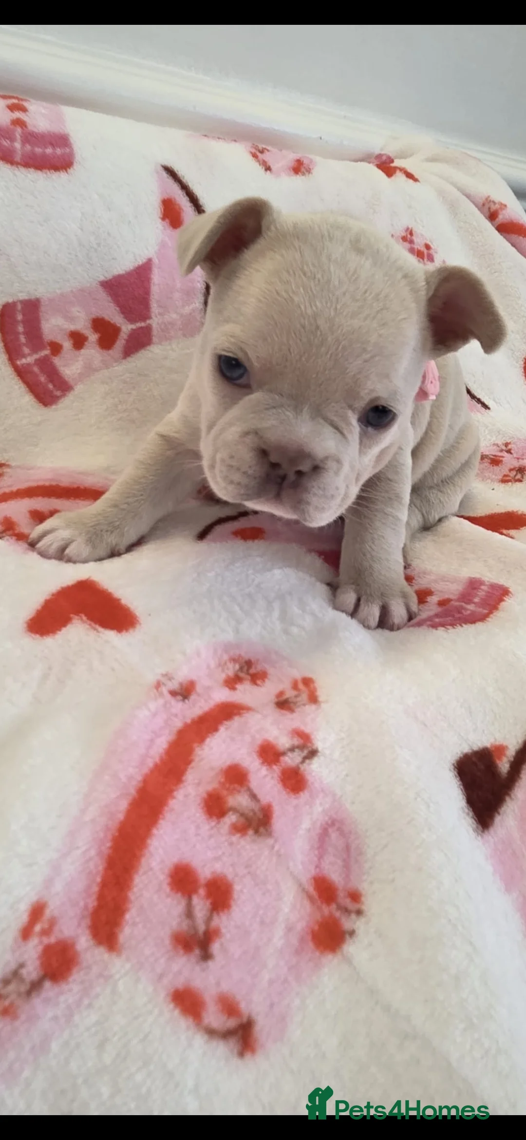 French Bulldog dogs for sale: Beautiful Frenchie puppies - Advert 5