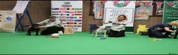 Staffordshire Bull Terrier dogs for stud: KC Registered Red Pied Stud  - Advert 4