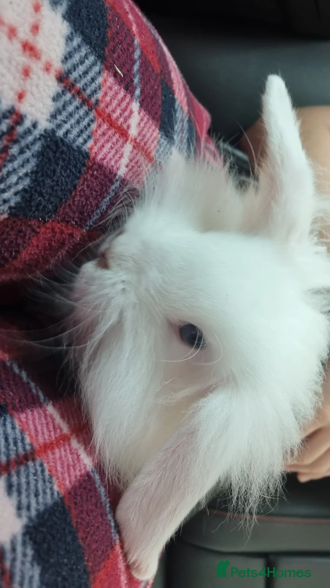 Mini Lion Lop rabbits for sale: Male lionlop - Advert 3