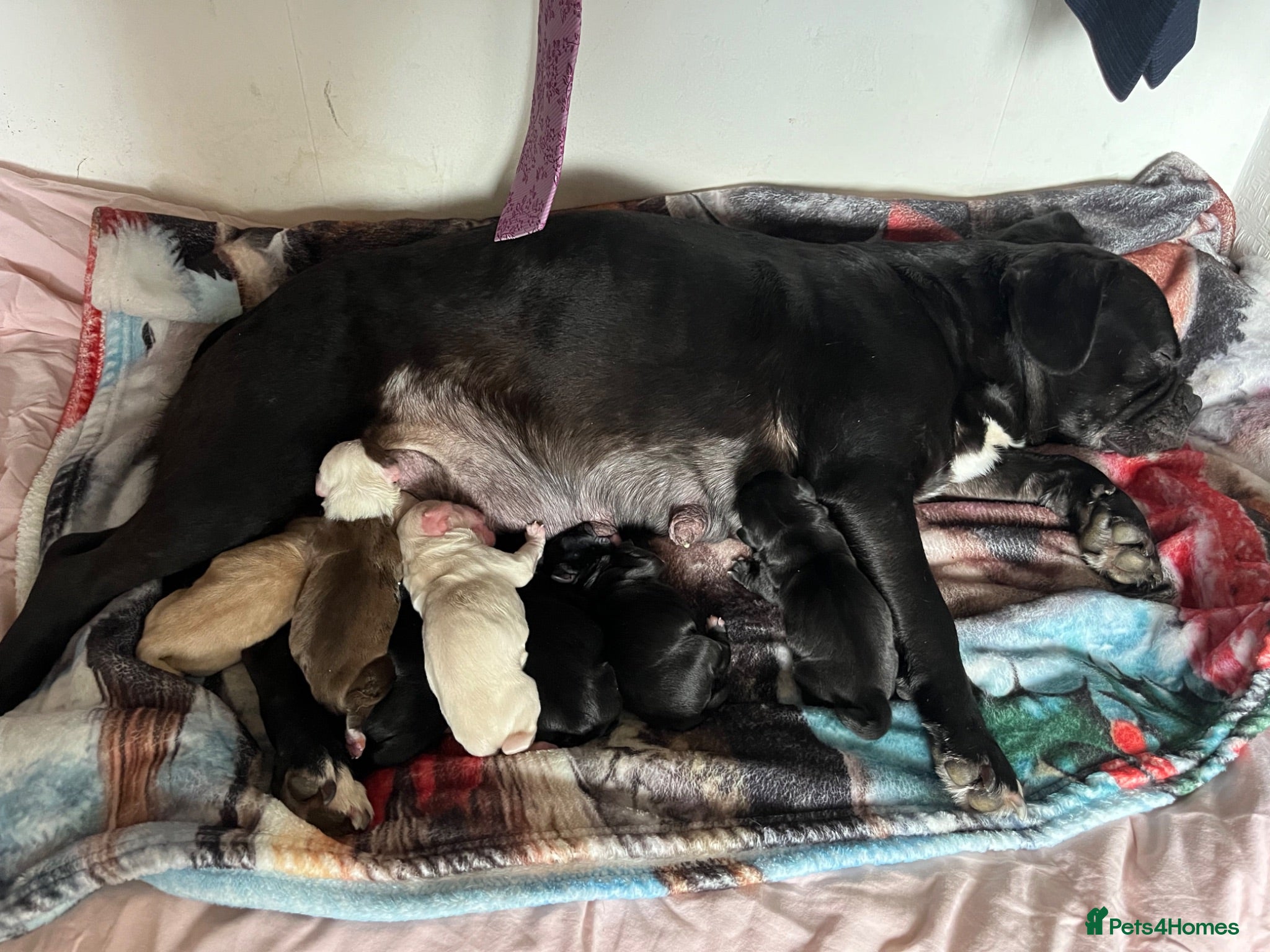 Mixed Breed dogs Boston cross frenchie - Advert 1