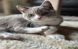 British Shorthair cats for sale: Beautiful BH Bicolour Kittens. Ready now! - Image 21