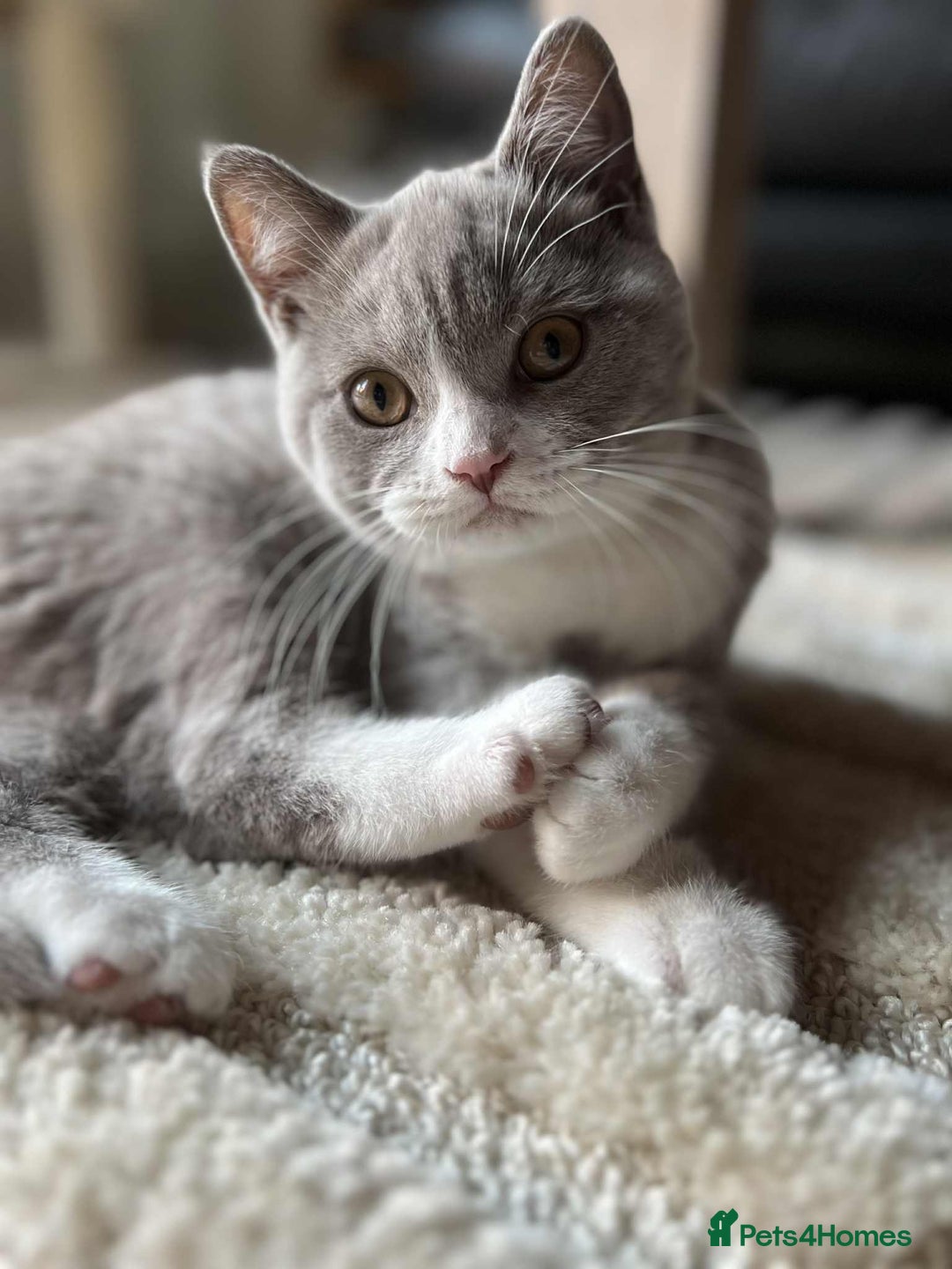 British Shorthair cats for sale: Beautiful BH Bicolour Kittens. Ready now! - Image 21