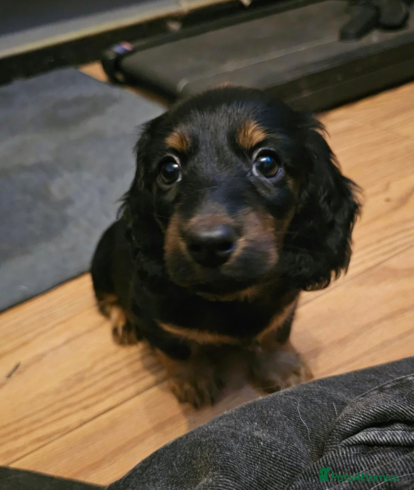Miniature Dachshund dogs Last beautiful black and tan girl  - Advert 8