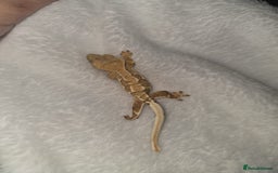 Gecko reptiles for sale: Baby Crested Geckos - Lilly whites - Image 3