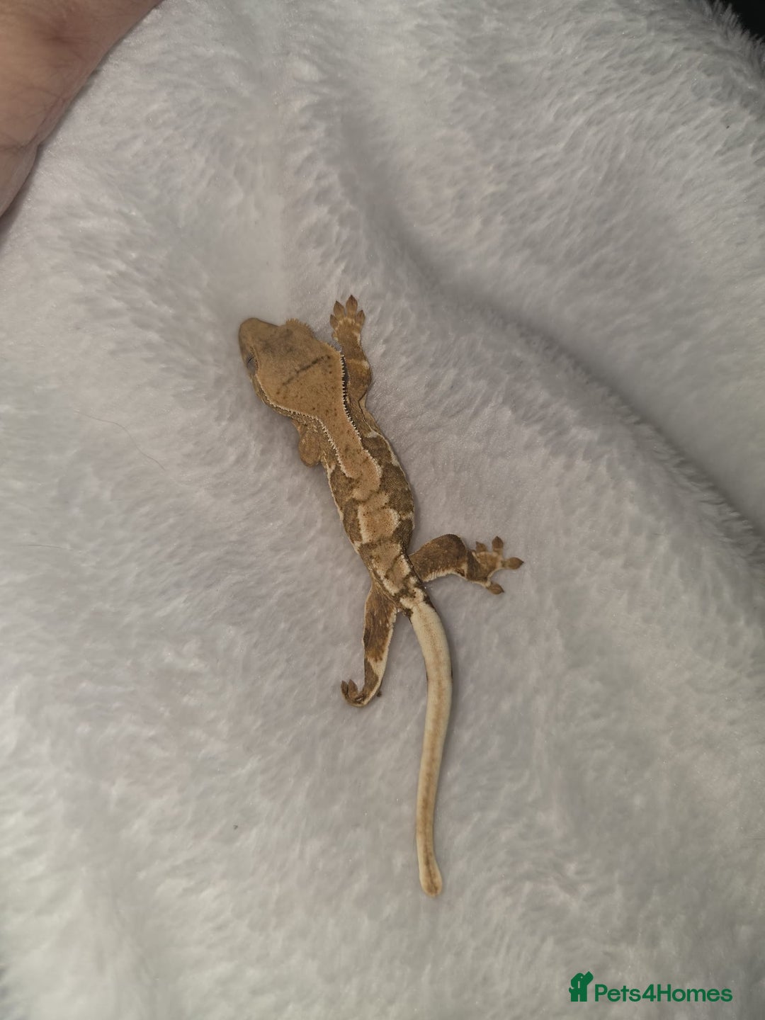Gecko reptiles for sale: Baby Crested Geckos - Lilly whites - Image 3