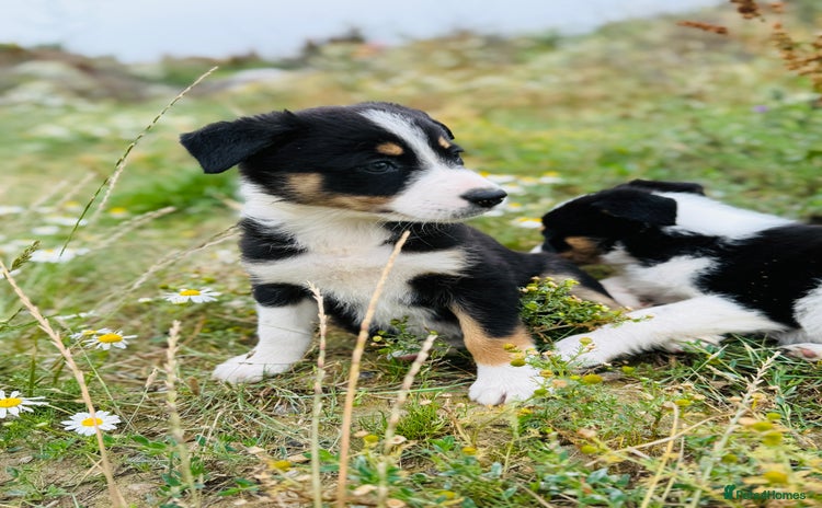 Border Collie dogs - Advert 3
