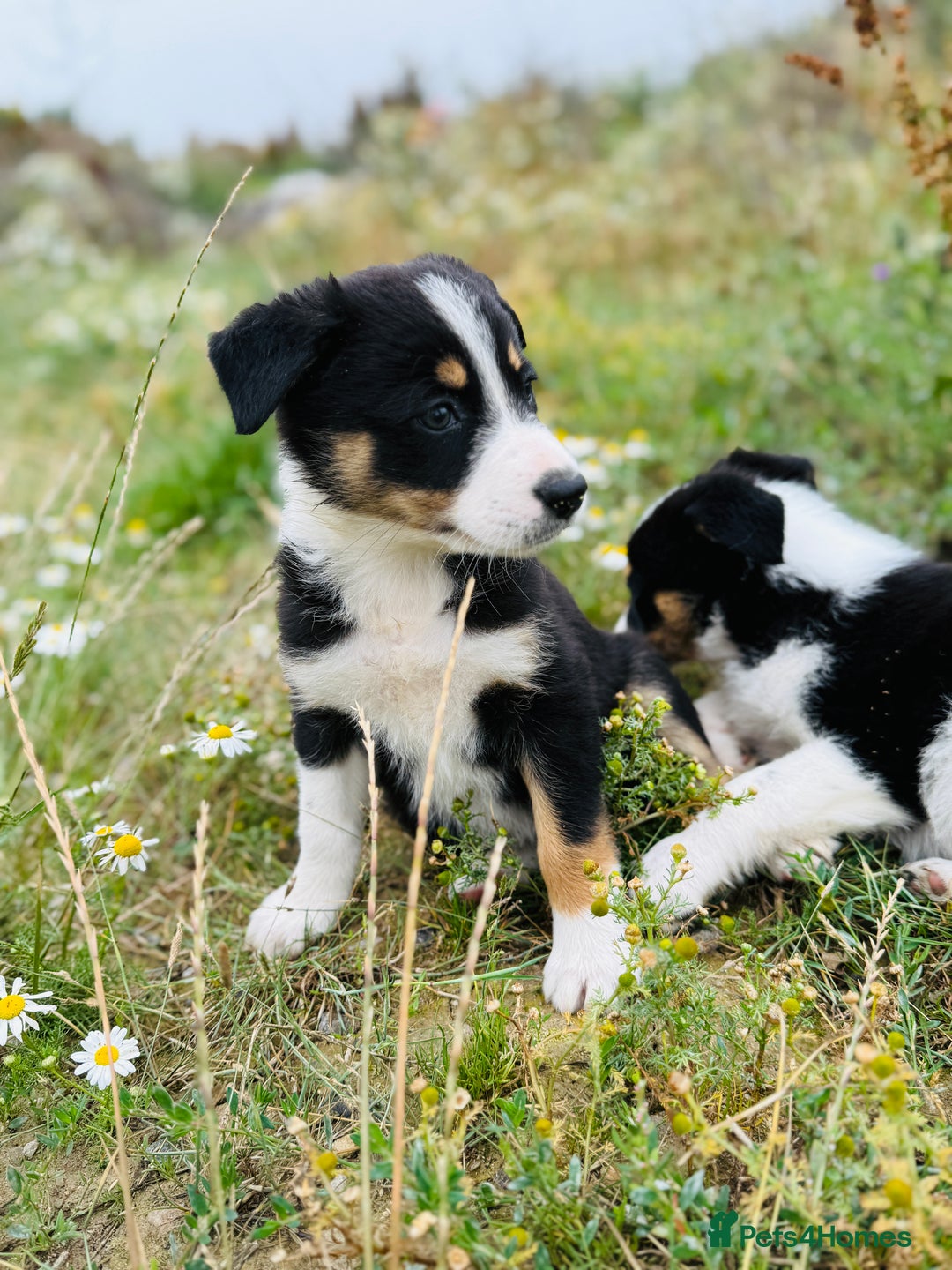 Border Collie dogs for sale: Gorgeous Tri colour border collie puppies  - Image 1
