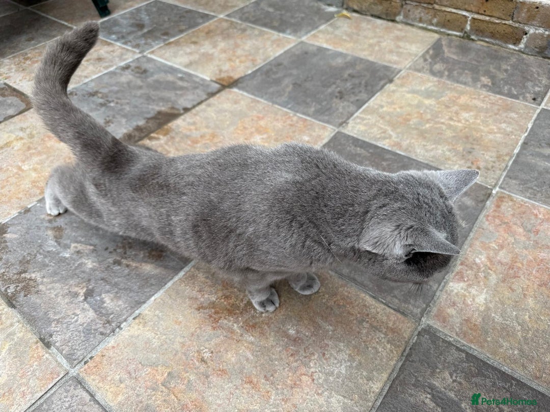 British Shorthair cats for sale: GCCF active blue Female British Shorthair Cat  - Image 3