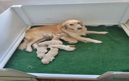 Golden Retriever dogs for sale: One available golden retrievers from therapy lines - Image 4