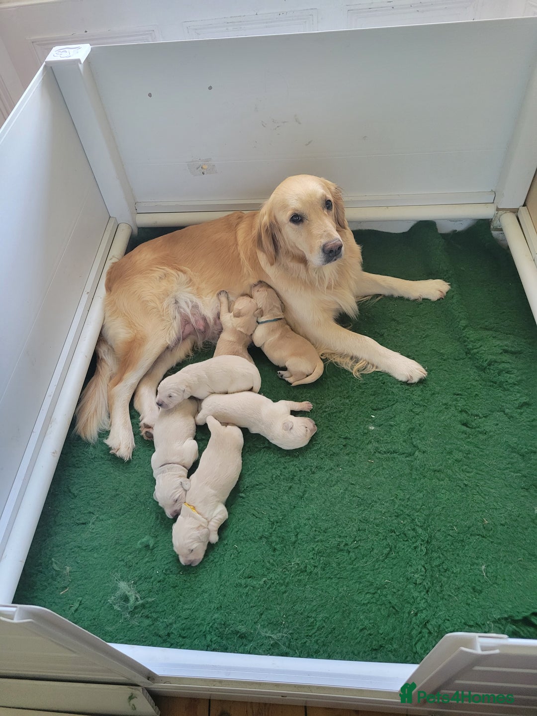 Golden Retriever dogs for sale: One available golden retrievers from therapy lines - Image 4