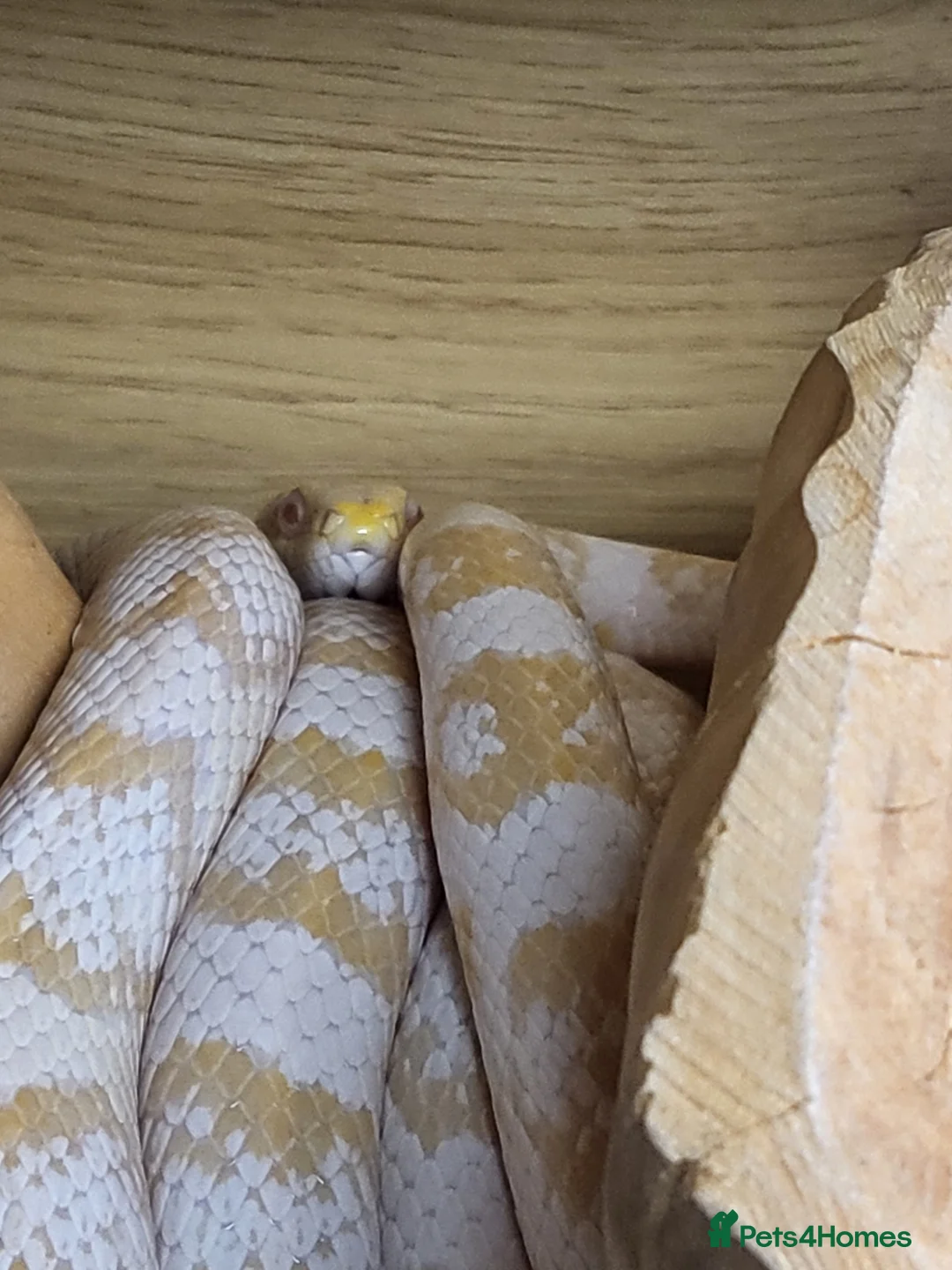 Corn Snake reptiles for sale: Albino corn snake in Weston-super-Mare - Advert 3