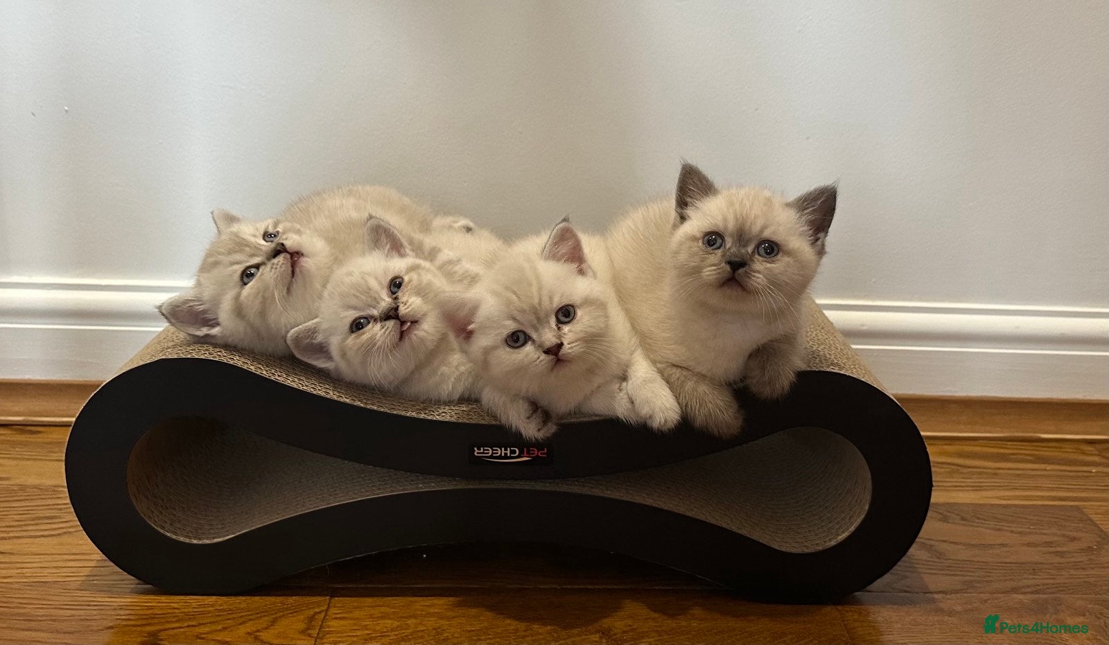 British Shorthair cats Pure Pedigree BSH Kittens for Sale - Advert 5