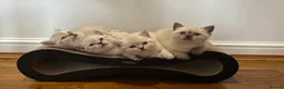 British Shorthair cats for sale: Pure Pedigree BSH Kittens for Sale - Advert 1