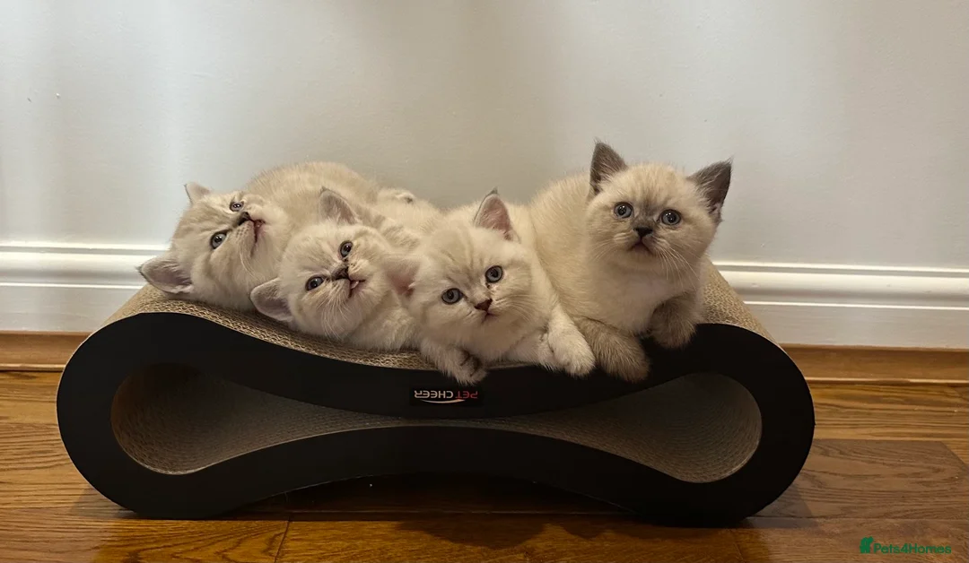 British Shorthair cats for sale: Pure Pedigree BSH Kittens for Sale - Advert 1