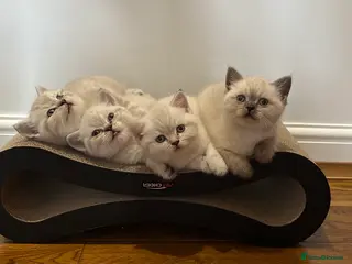 British Shorthair cats Pure Pedigree BSH Kittens for Sale - Advert 5