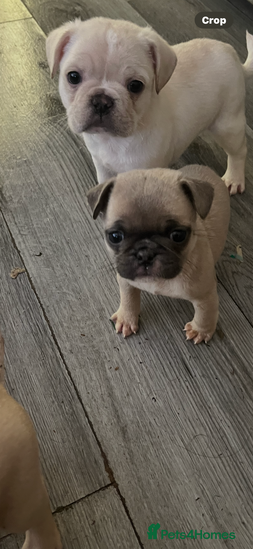Frug dogs for sale: Pug puppies  - Advert 13