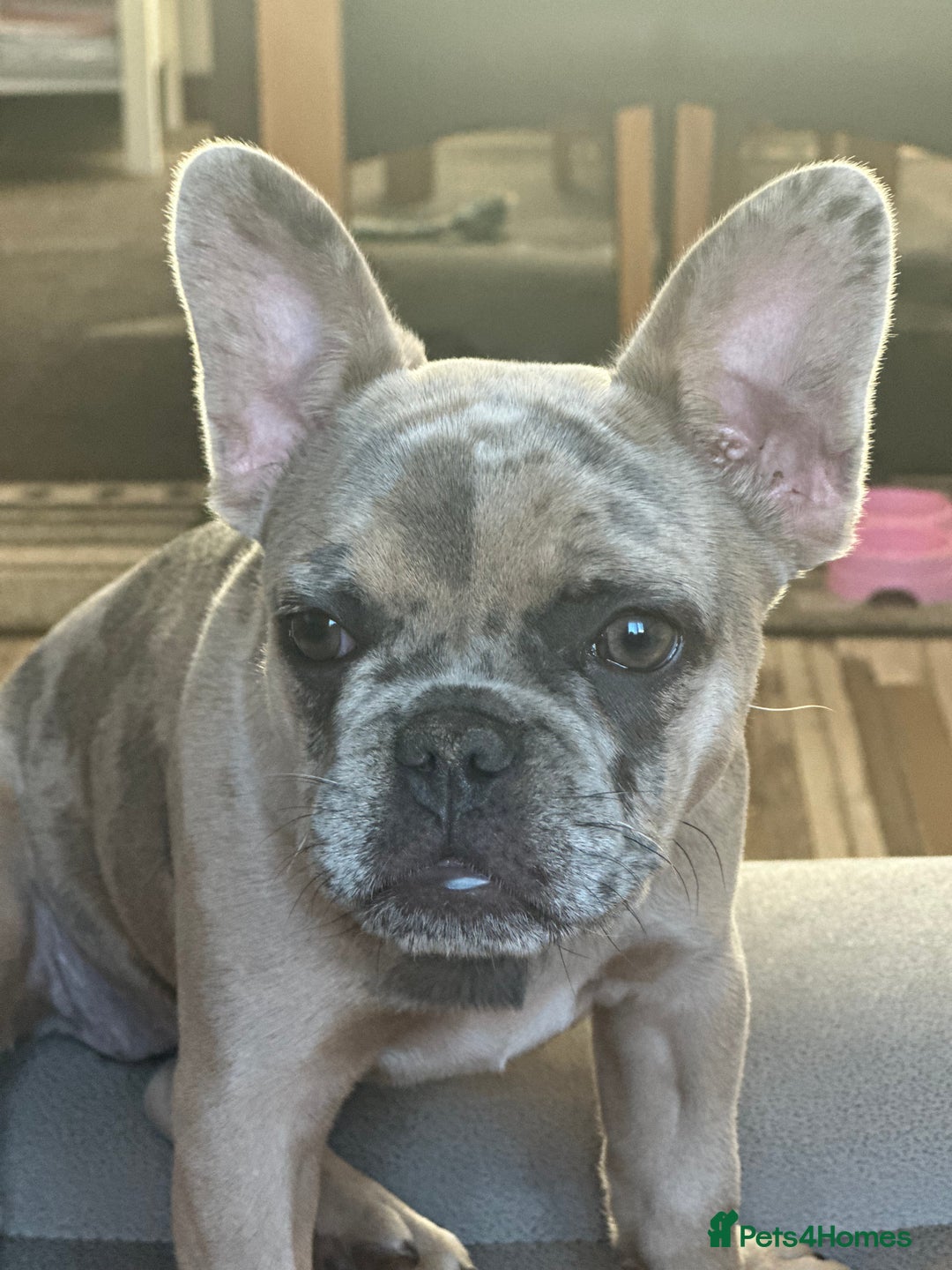 French Bulldog dogs for sale: Beautiful Ellie  - Image 2