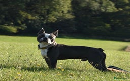 Boston Terrier dogs for sale: Boston Terrier puppies 🐶  - Image 5
