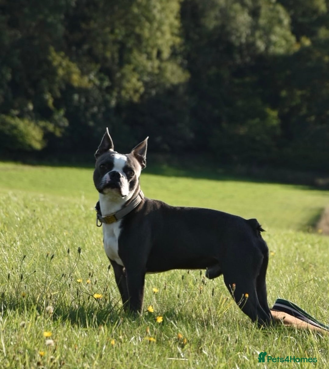 Boston Terrier dogs for sale: Boston Terrier puppies 🐶  - Image 5