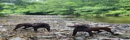 Labrador Retriever dogs for sale: Choc & Yellow Labs Waiting list open 202 DNA KC - Advert 12