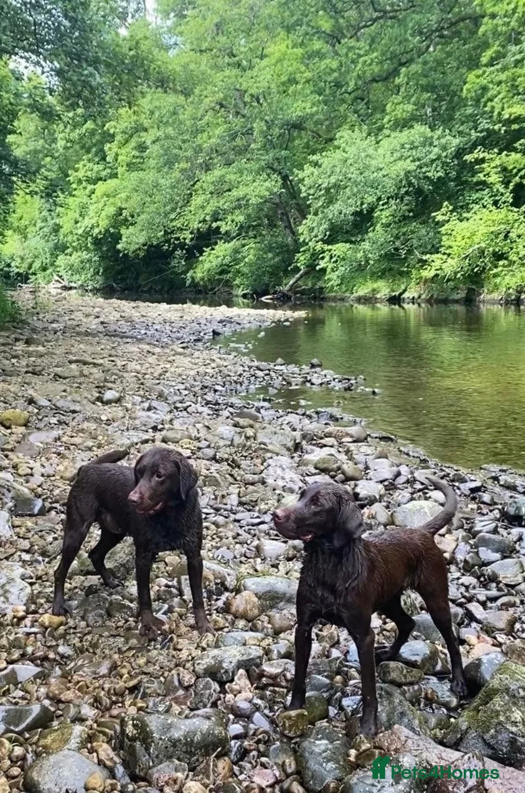 Labrador Retriever dogs for sale: Choc & Yellow Labs Waiting list open 202 DNA KC - Advert 12