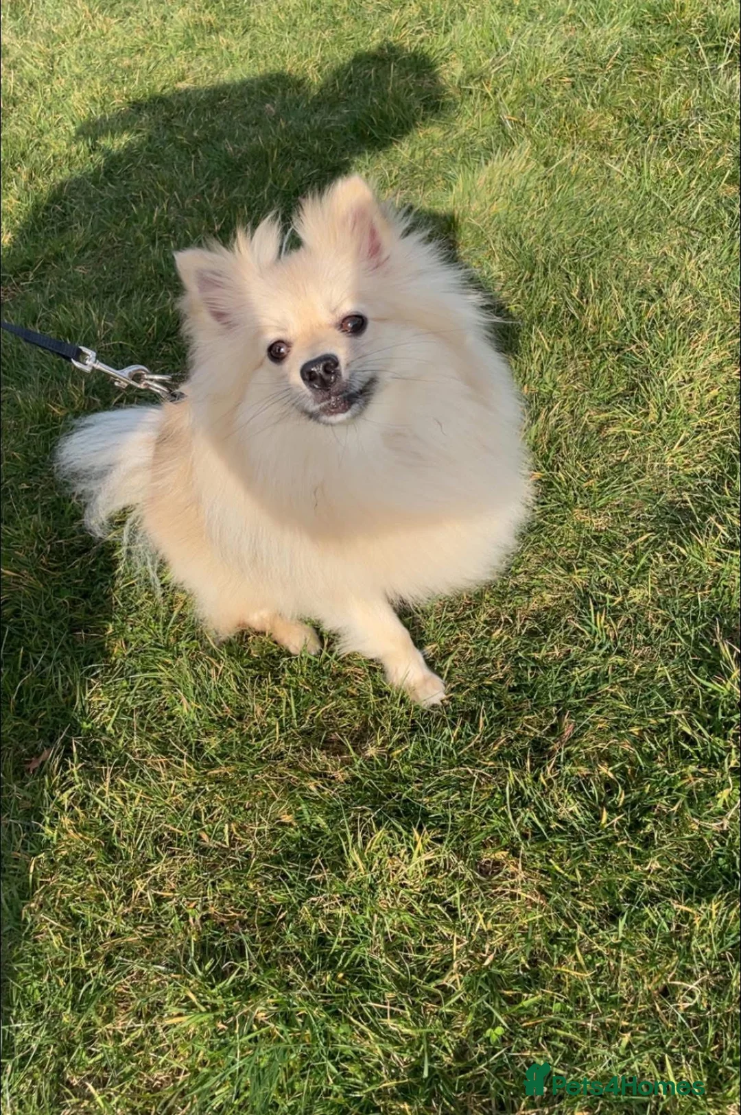 Pomeranian dogs for sale: 4 beautiful Pomeranians in Sheffield - Advert 1