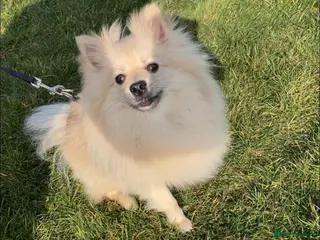 Pomeranian dogs 4 beautiful Pomeranians in Sheffield - Advert 1