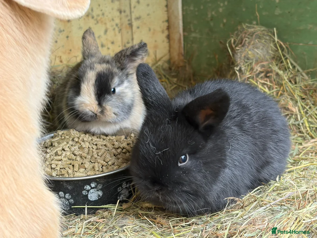 Mini Lop rabbits for sale: Baby mini lops in Bradford - Advert 2