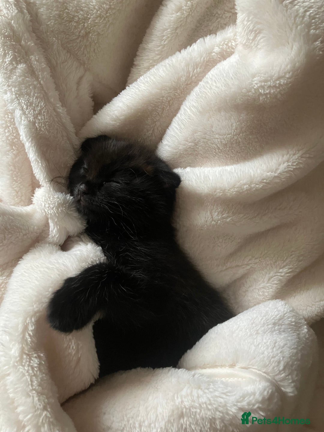 Scottish Fold cats for sale: Khao Manee/Scottish fold Girl - Advert 6