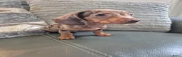 Miniature Dachshund dogs for sale: KC Dachshunds  - Ready now - Advert 2