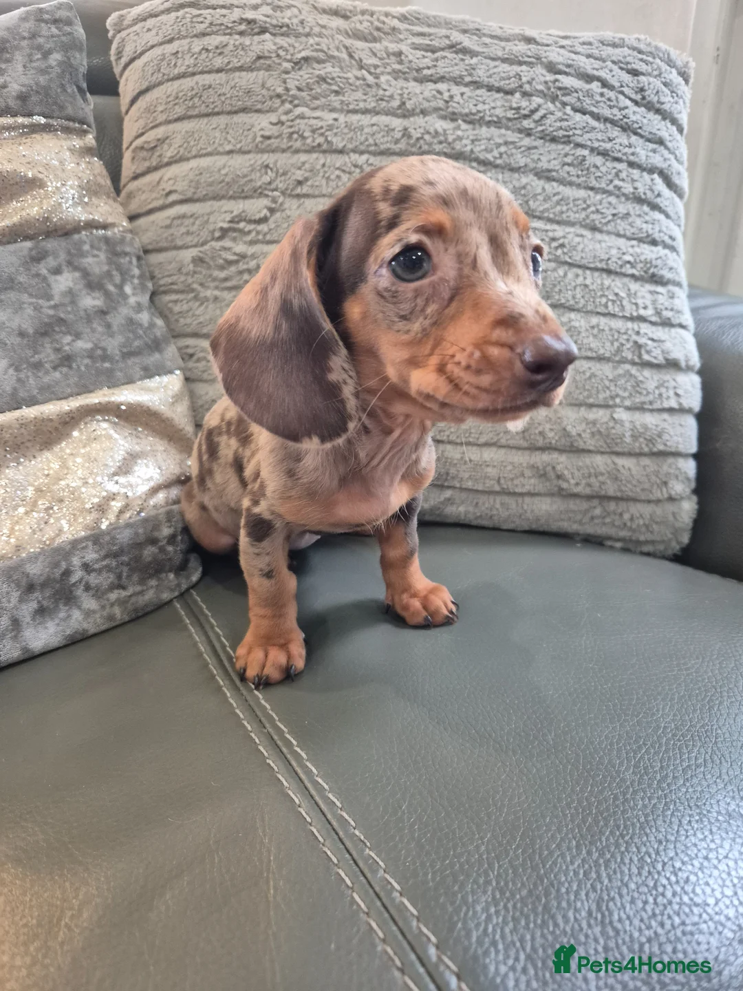 Miniature Dachshund dogs for sale: KC Dachshunds  - Ready now - Advert 2