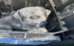 Cane Corso dogs for sale: Cane corso pups  - Image 7