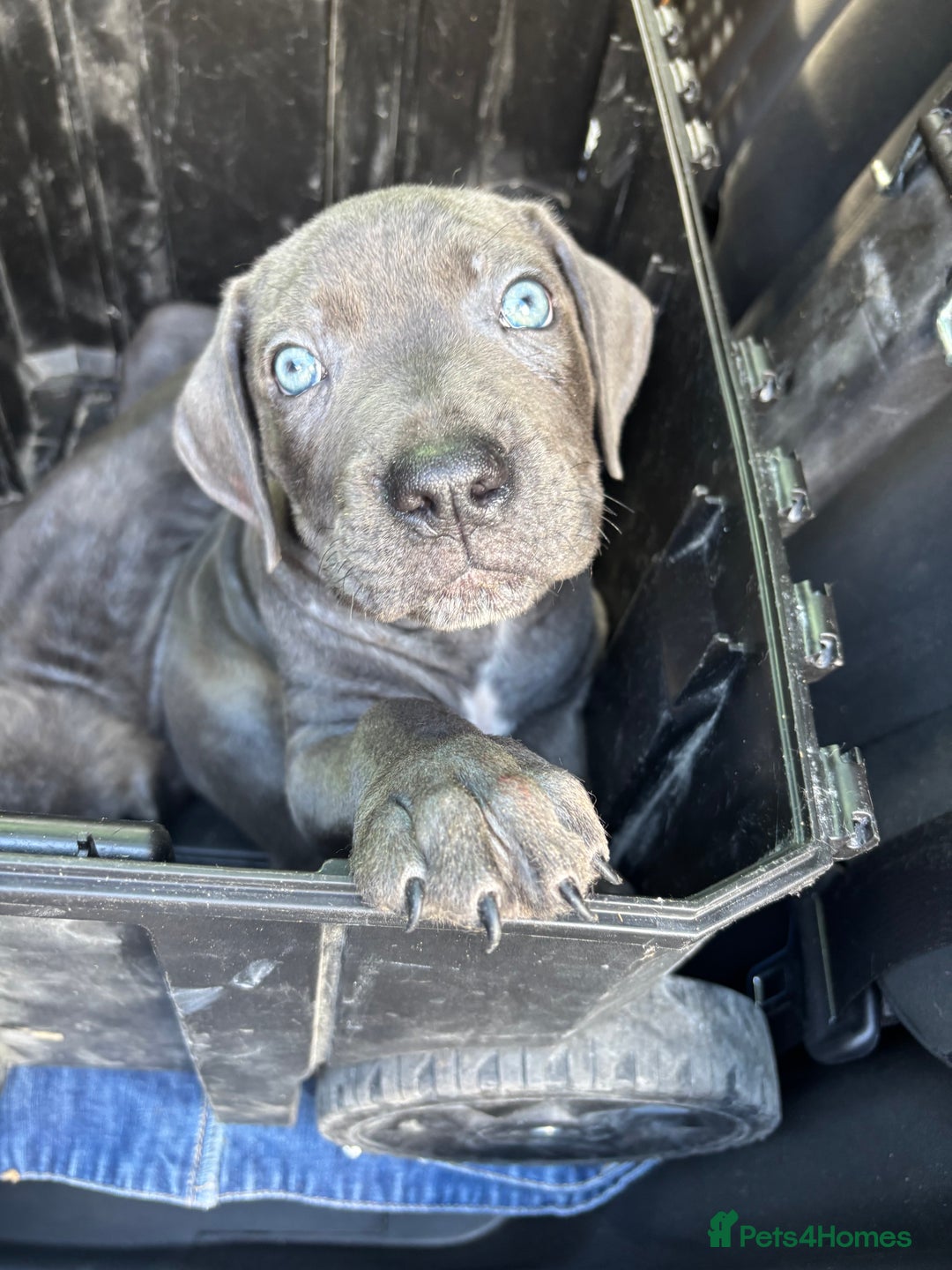 Cane Corso dogs for sale: Cane corso pups  - Image 7