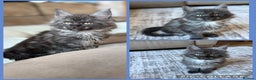 Maine Coon cats for sale: TICA registered Maine Coon kittens - Advert 3